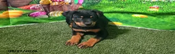 Rottweiler dogs for sale: Ruby - Ad 2