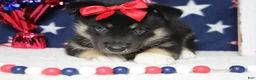 Mixed Breed dogs for sale: Magnolia  - Ad 1