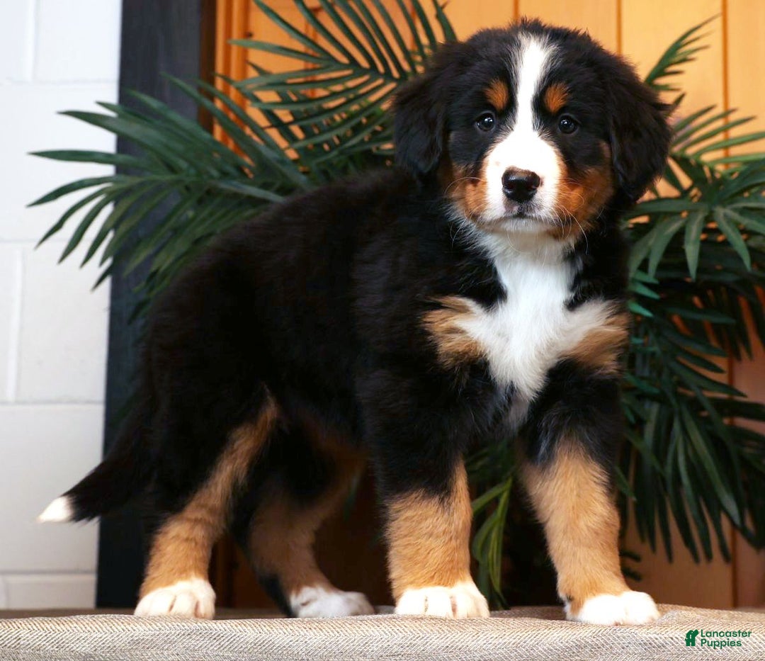Bernese Mountain Dog dogs for sale: Julie - Ad 5