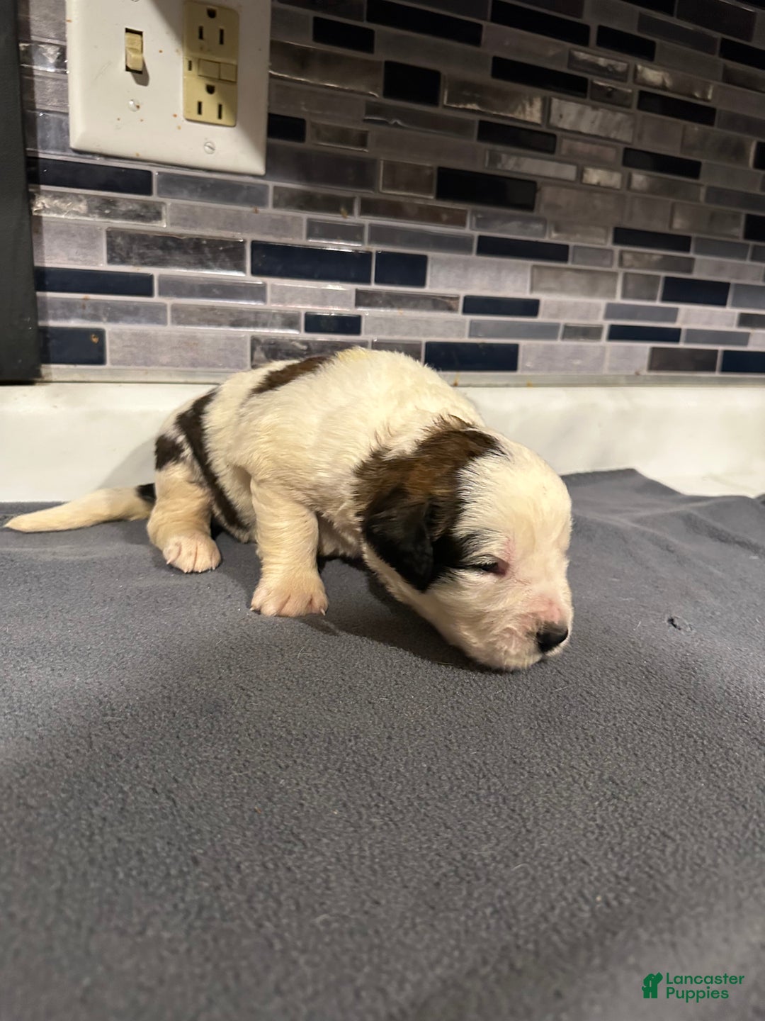 Saint Bernard dogs for sale: Puppy 3 - Ad 14