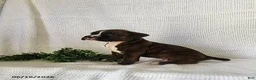 Boxer dogs for sale: Chuck - Ad 3