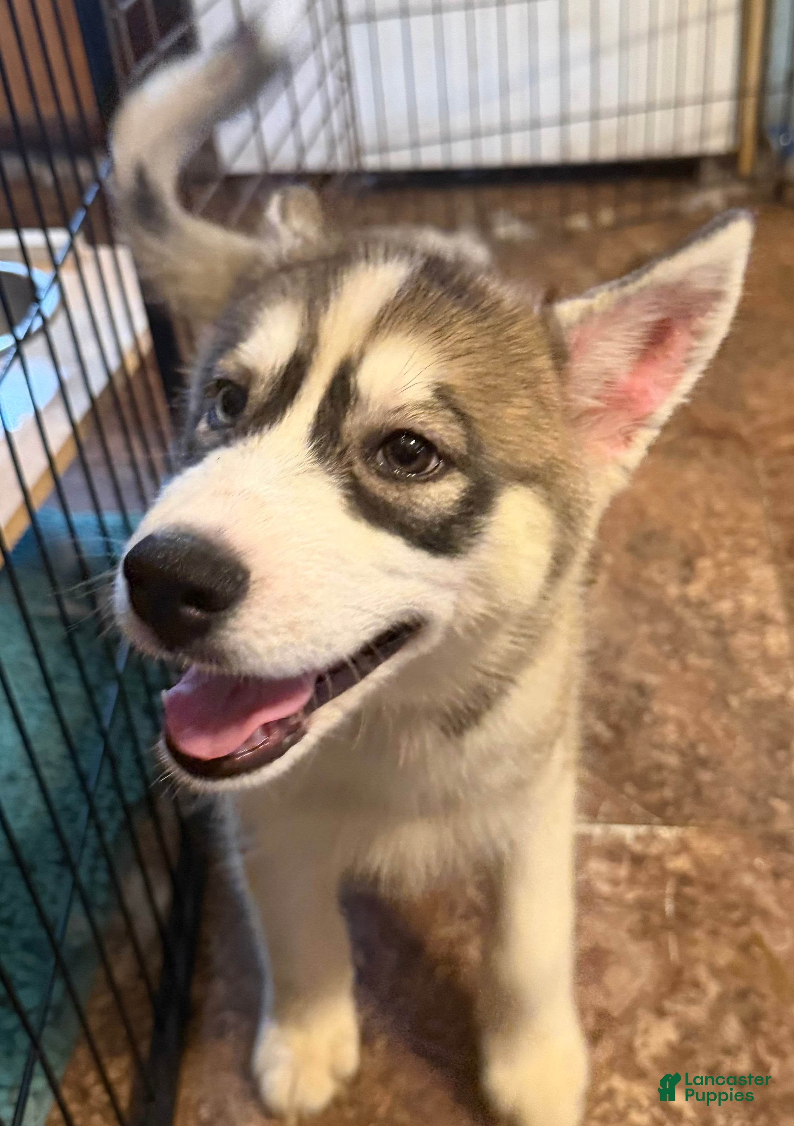 Siberian Husky dogs Repunzel - Ad 13