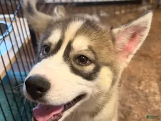 Siberian Husky dogs Repunzel - Ad 13