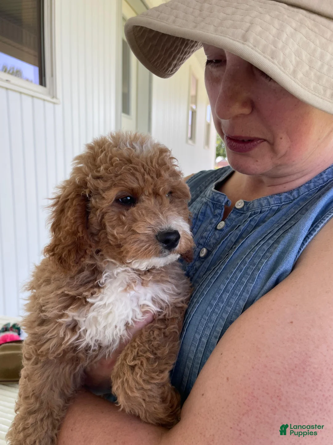Mini Goldendoodle dogs for sale: James - Ad 5