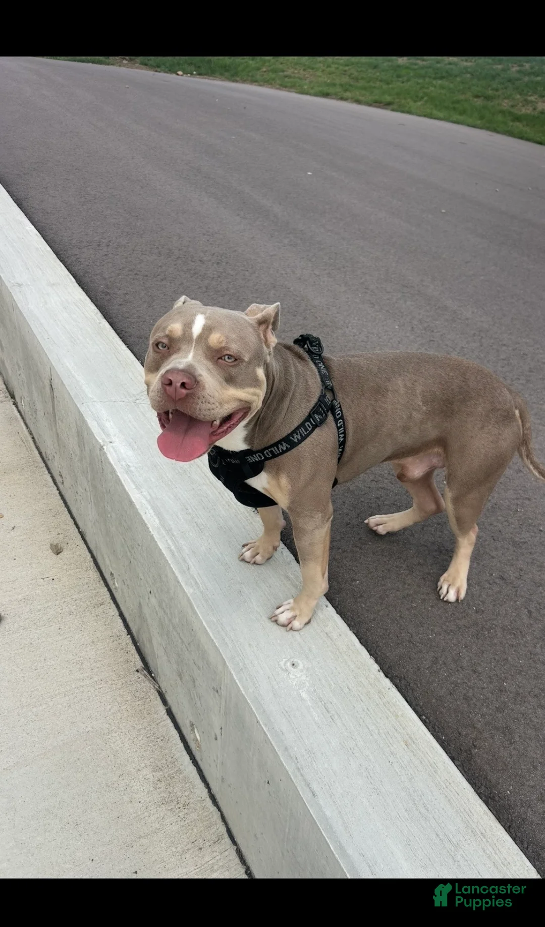 American Bully dogs for sale: American Bully 1 - Ad 2