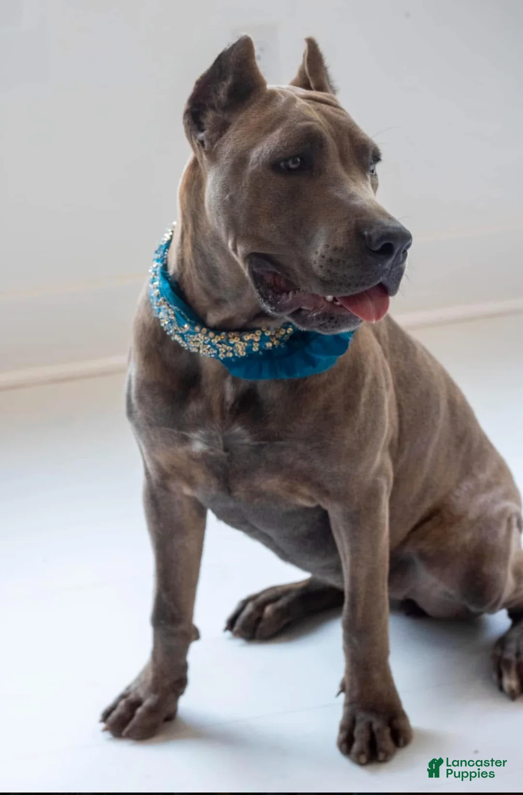 Cane Corso dogs for sale: Cane Corso Puppy 5 - Ad 2