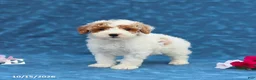 Mini Goldendoodle dogs for sale: Prince  - Ad 5
