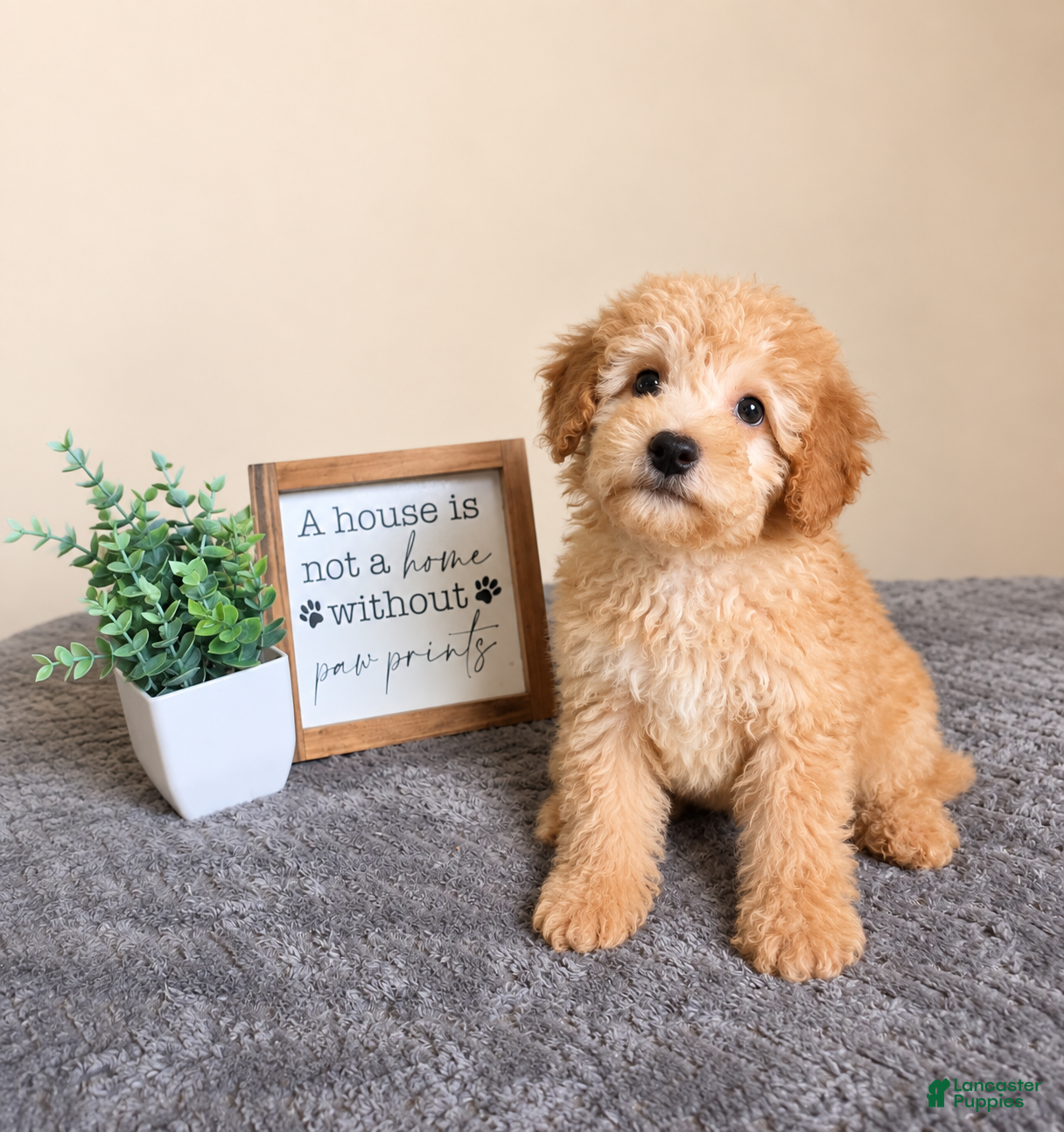 Mini Goldendoodle dogs Alfredo- Al - Ad 5