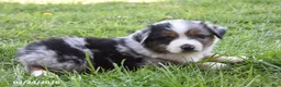 Miniature Australian Shepherd dogs for sale: Blueberry - Ad 2