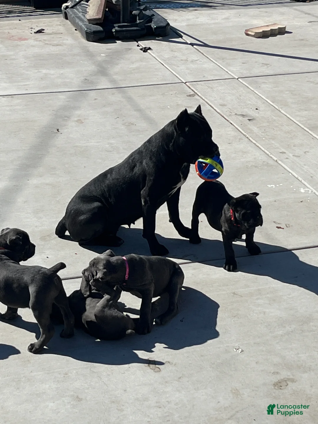 Cane Corso dogs for sale: Blue blue - Ad 2