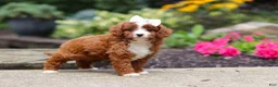 Cavapoo dogs for sale: Ellie - Ad 6