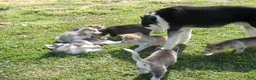 Siberian Husky dogs for stud: Arctic - Ad 3