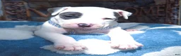 American Bully dogs for sale: "THA ROCK" WHITE WITH MERLE PATCHES - Ad 6