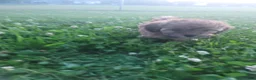Shihpoo dogs for sale: Bella - Ad 8