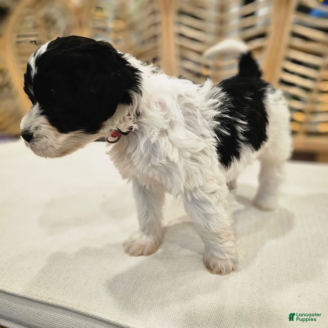 Portuguese Water Dog dogs for sale: Willow B. 🧡 - Ad 2