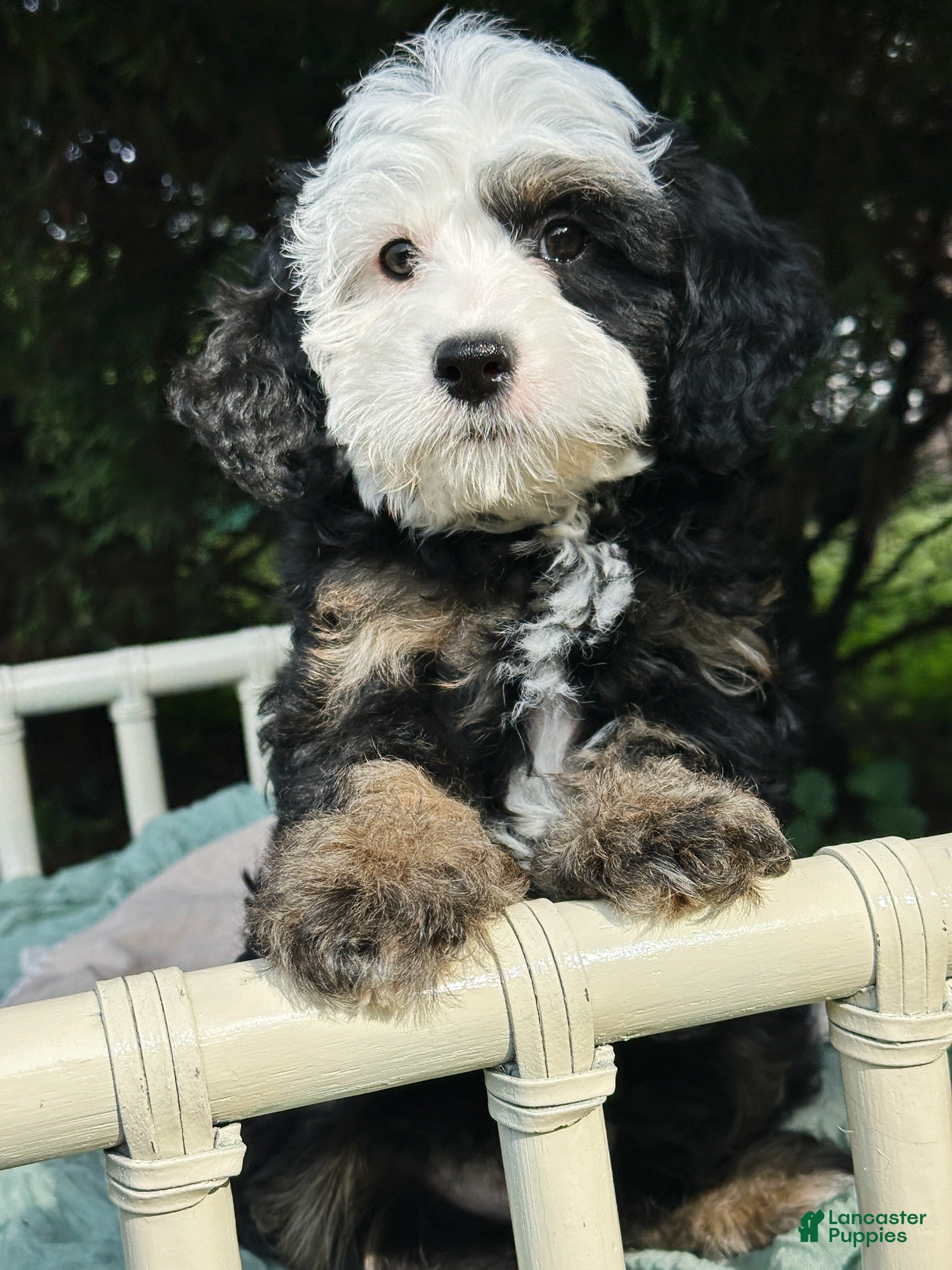 Mini Bernedoodle dogs 🏖️ ☀️ TIKI ☀️ 🏖️  - Ad 2