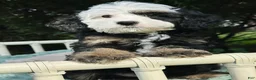 Mini Bernedoodle dogs for sale: 🏖️ ☀️ TIKI ☀️ 🏖️  - Ad 2