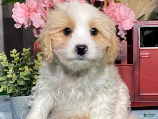 Cavapoochon dogs Victor - Ad 27