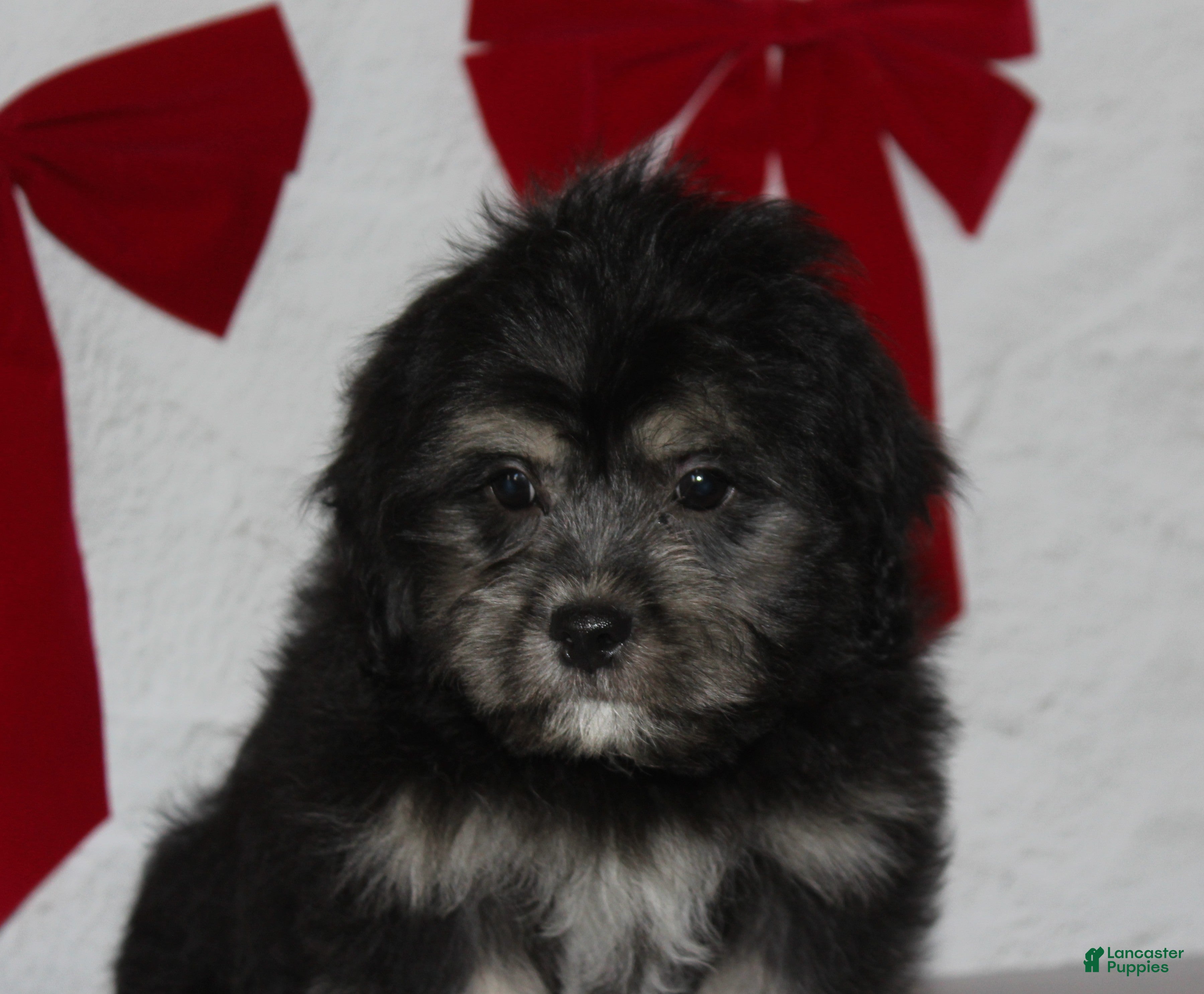 Teddy Bear dogs for sale: Rune - Ad 2