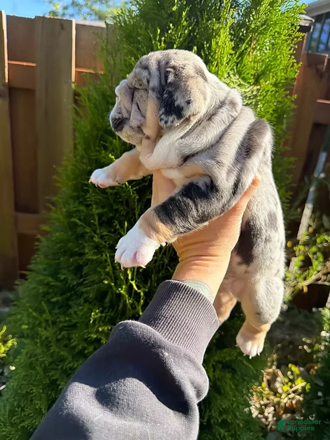 English Bulldog dogs for sale: English Bulldog showstopper - Ad 1