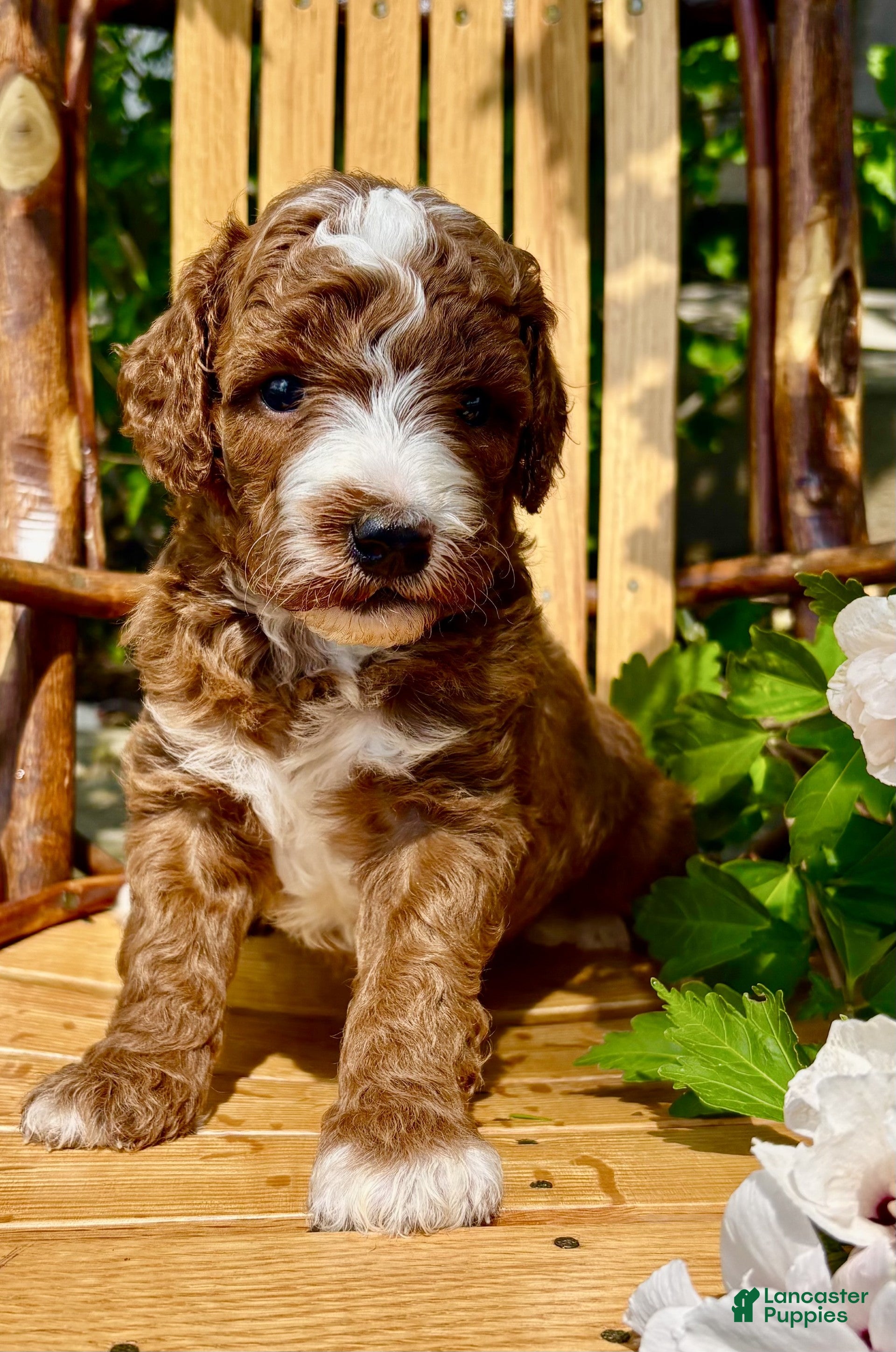 Mini Goldendoodle dogs Theodore - Ad 2