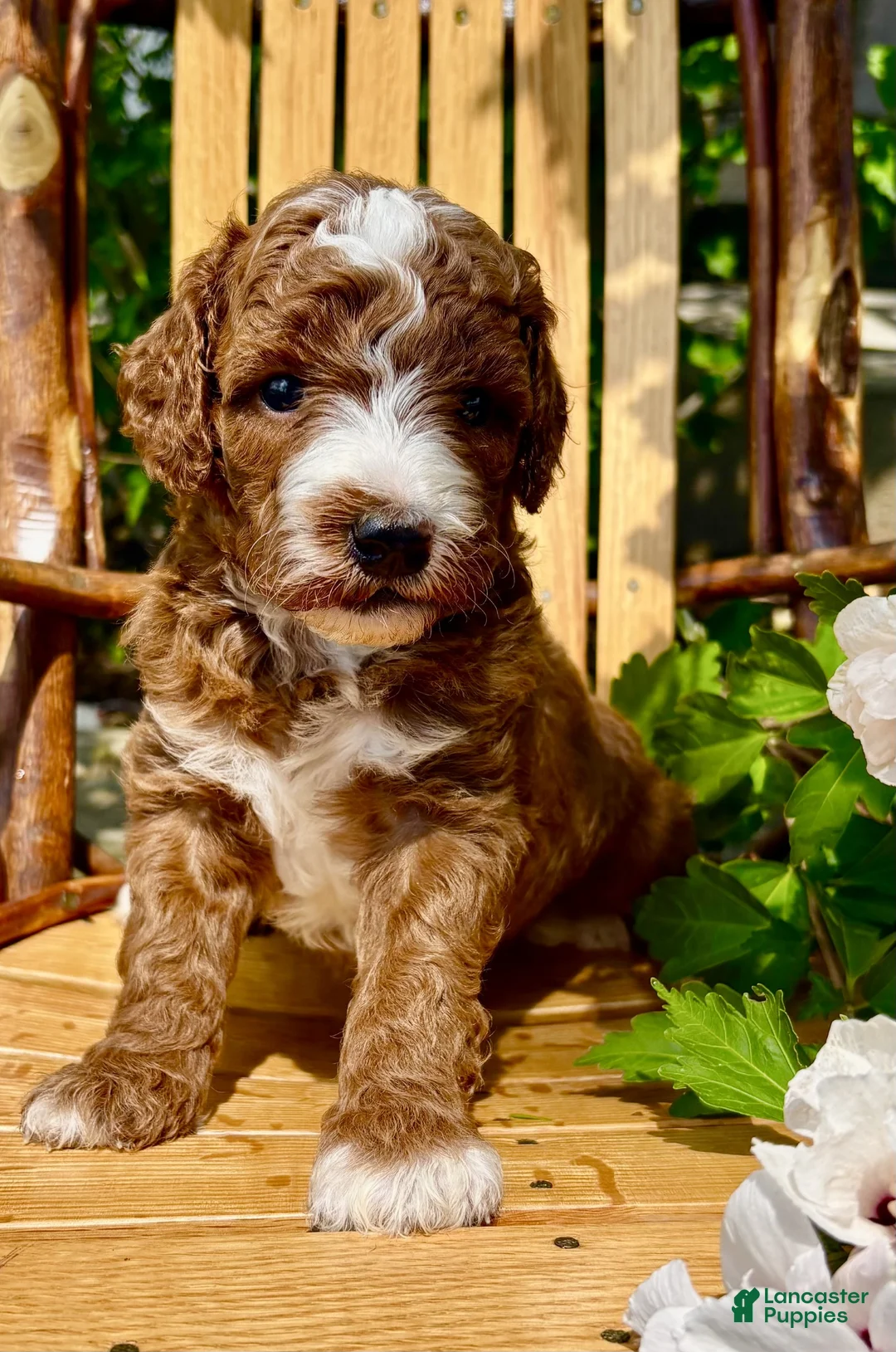 Mini Goldendoodle dogs for sale: Theodore - Ad 2