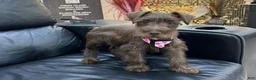 Miniature Schnauzer dogs for sale: Dutches - Ad 5
