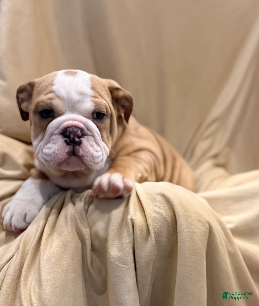 English Bulldog dogs for sale: Faith - Ad 6