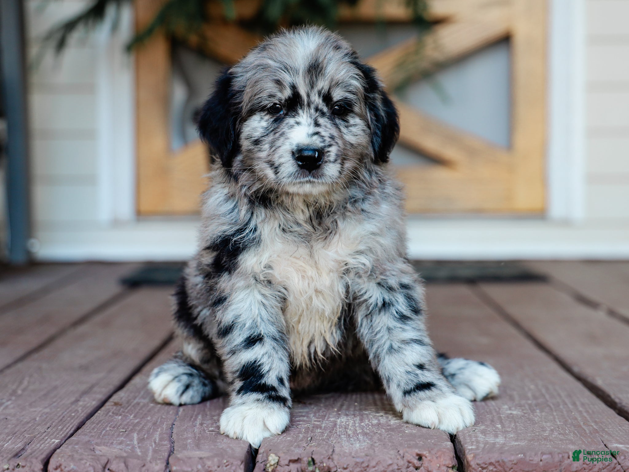 Mixed Breed dogs Cleo Golden Retriever/Jug Puppy - Ad 2
