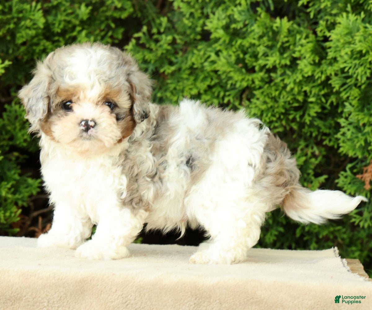 Mixed Breed dogs for sale: Beau - Ad 1