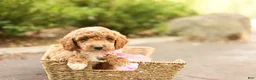 Mini Goldendoodle dogs for sale: Summer - Ad 3