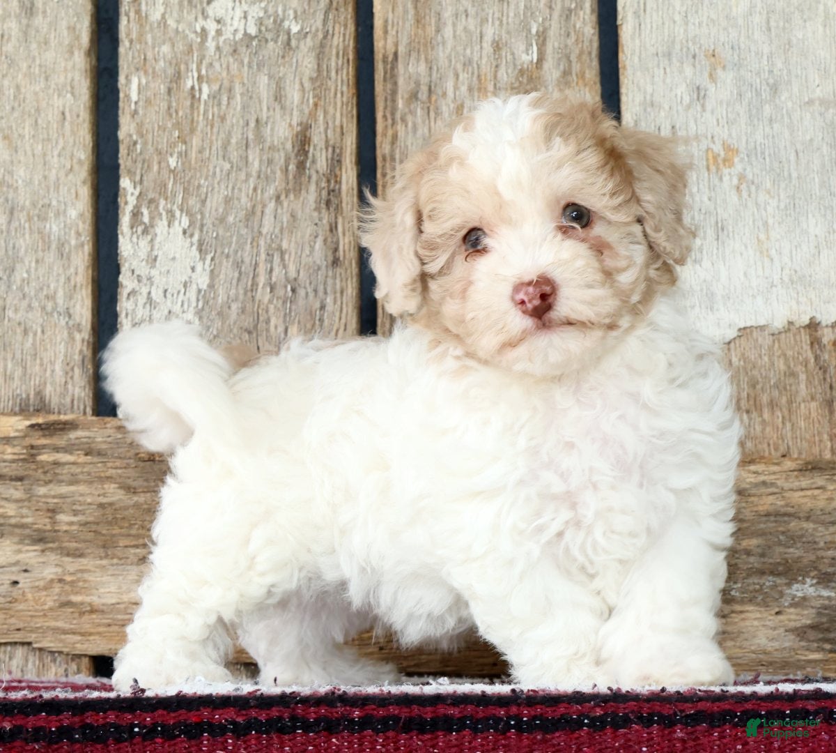 Havapoo dogs Missy - Ad 1