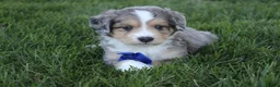 Mini Aussiedoodle dogs for sale: Kody 💎 - Ad 9