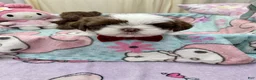 Shih Tzu dogs for sale: Little Baby Boy 💙 - Ad 9