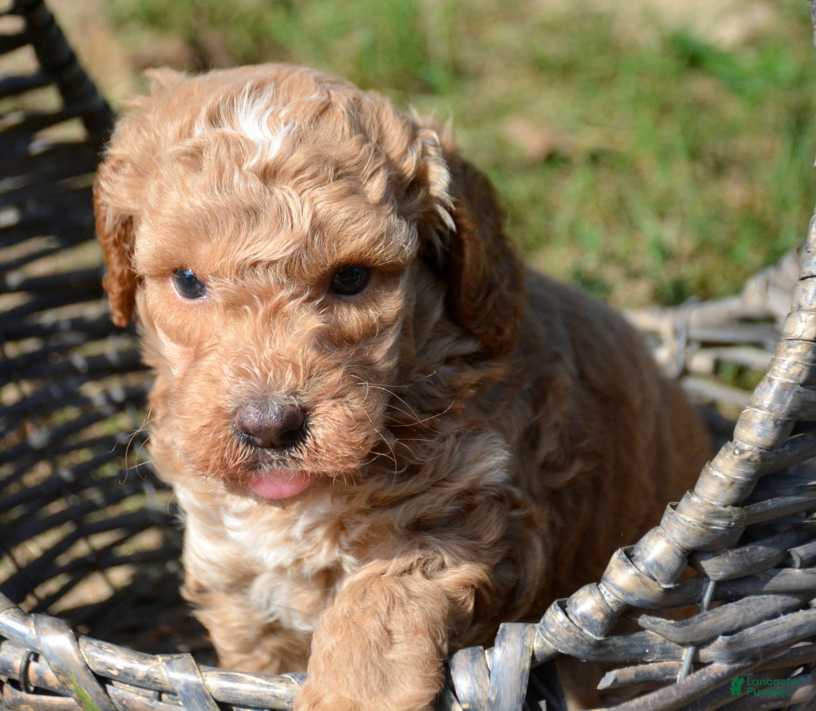 Cavapoo dogs Cain Cavapoo 1 - Ad 4