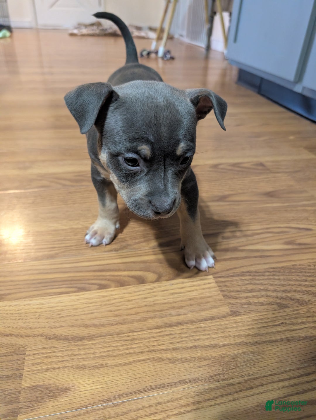 American Bully dogs for sale: Millie  - Ad 5