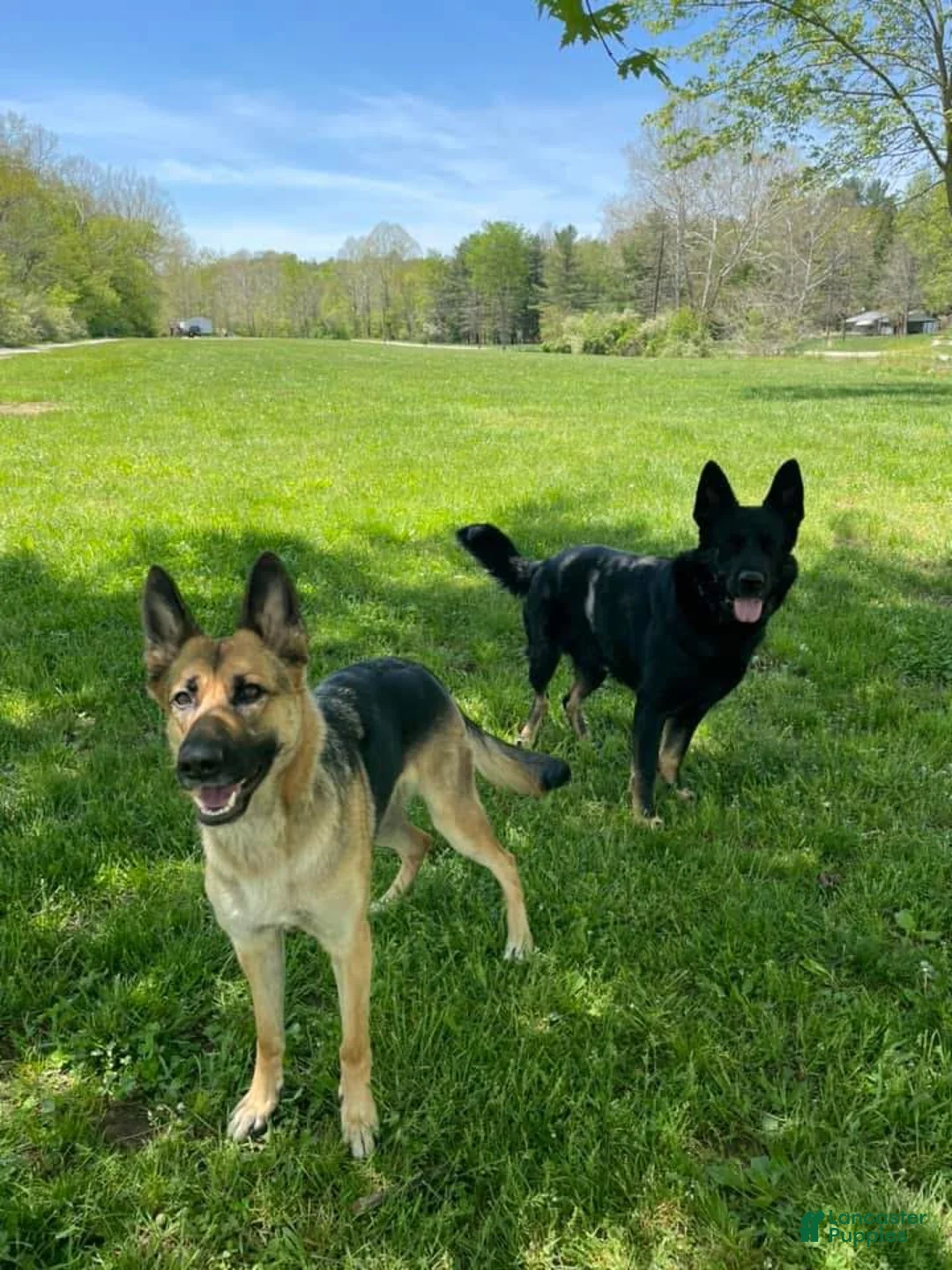 German Shepherd dogs for sale: German Shepherd Puppy 5 - Ad 3