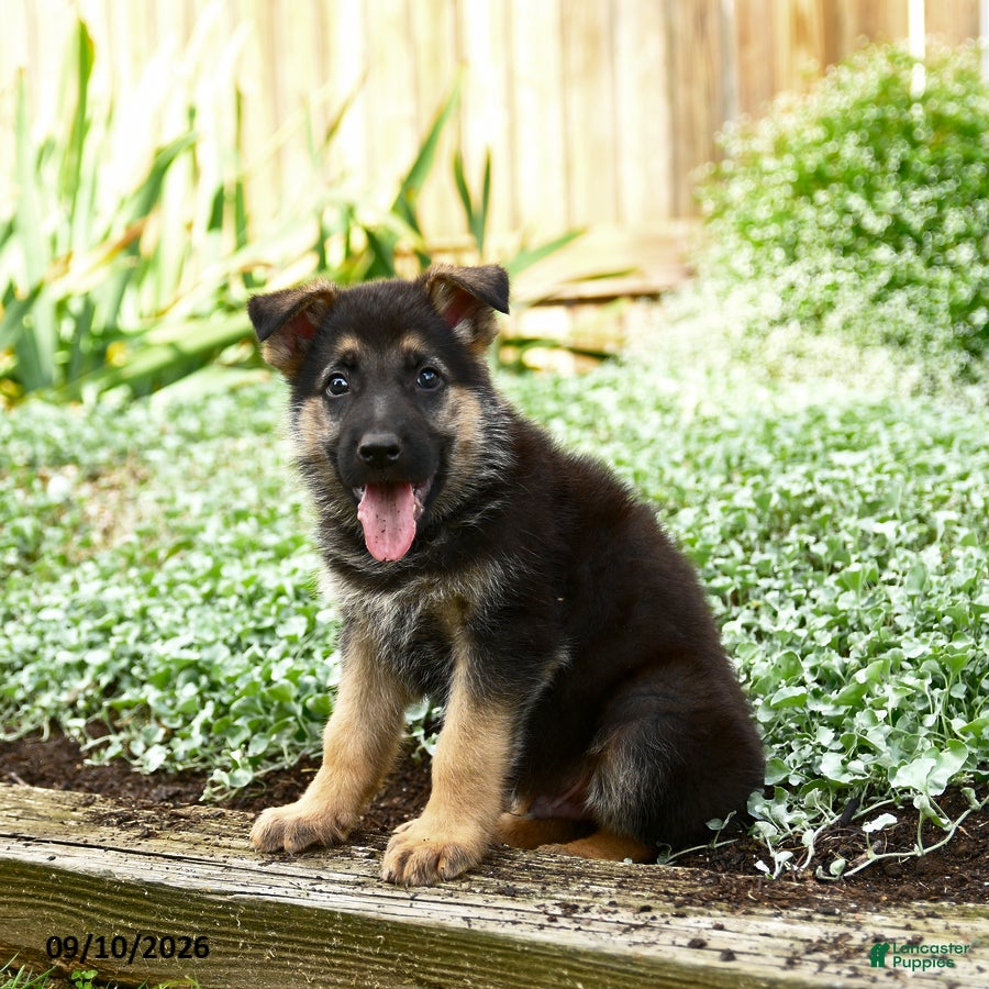 German Shepherd dogs Vlad - Ad 2