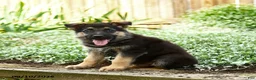German Shepherd dogs for sale: Vlad - Ad 2