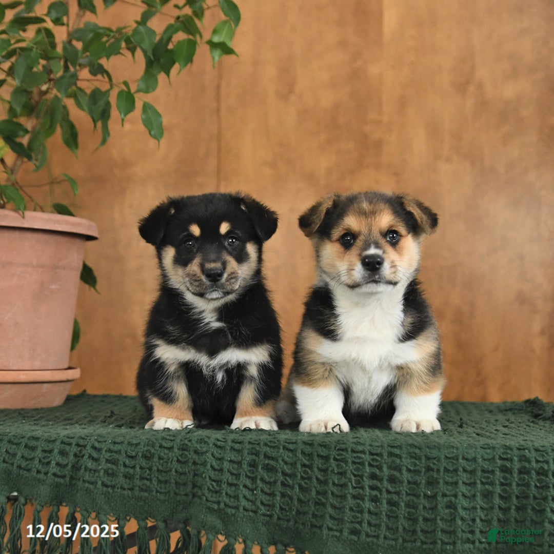 Welsh Corgi Pembroke dogs for sale: Glitter - Ad 4