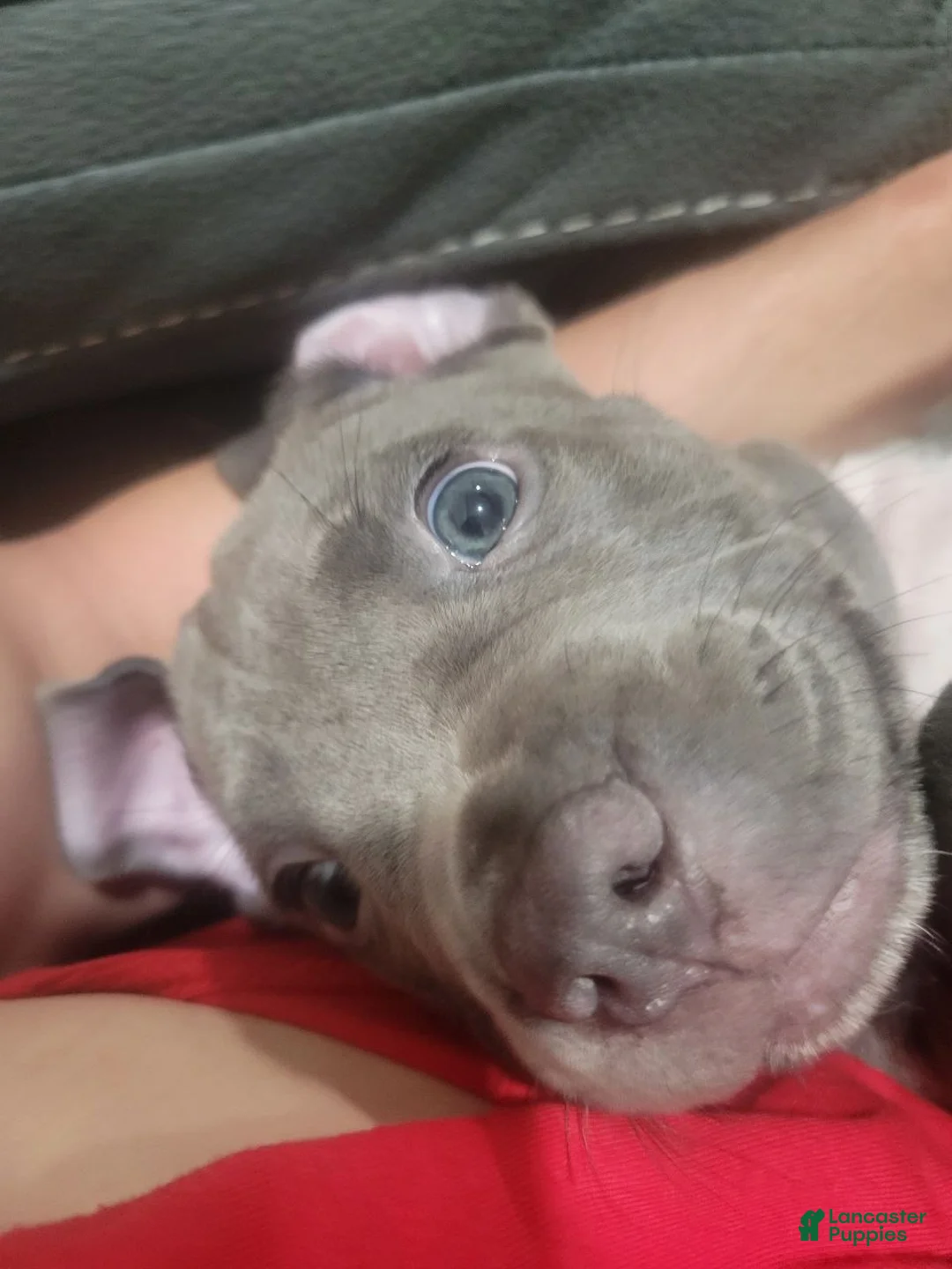 American Pit Bull Terrier dogs for sale: American Pit Bull Terrier Puppy 2 - Ad 2
