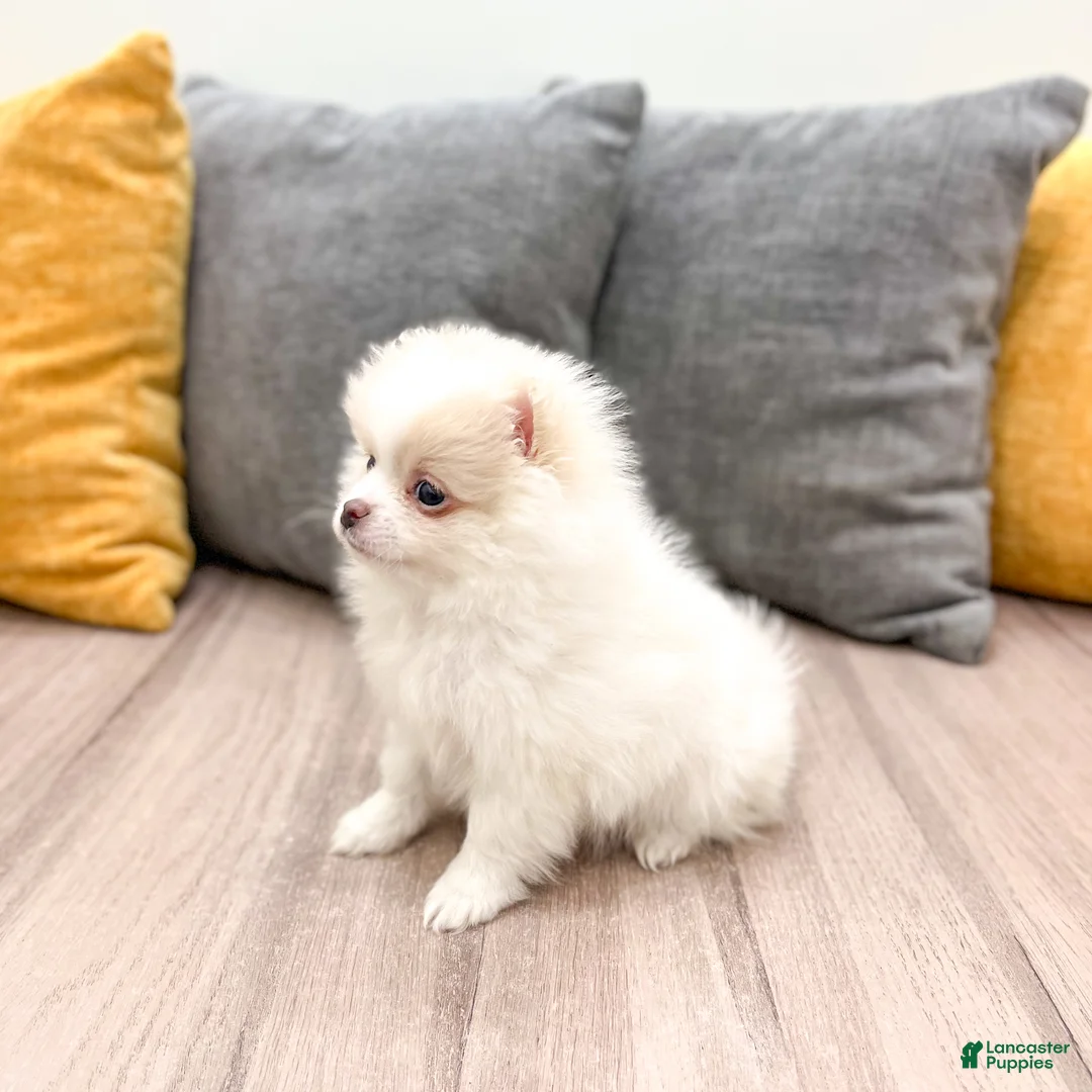Pomeranian dogs for sale: Muffin - Ad 4