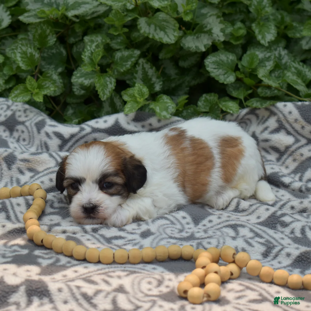 Teddy Bear dogs for sale: Chowder  - Ad 6