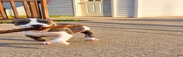 American Bully dogs for sale: 9x Kennels Marilyn Monroe  - Ad 9