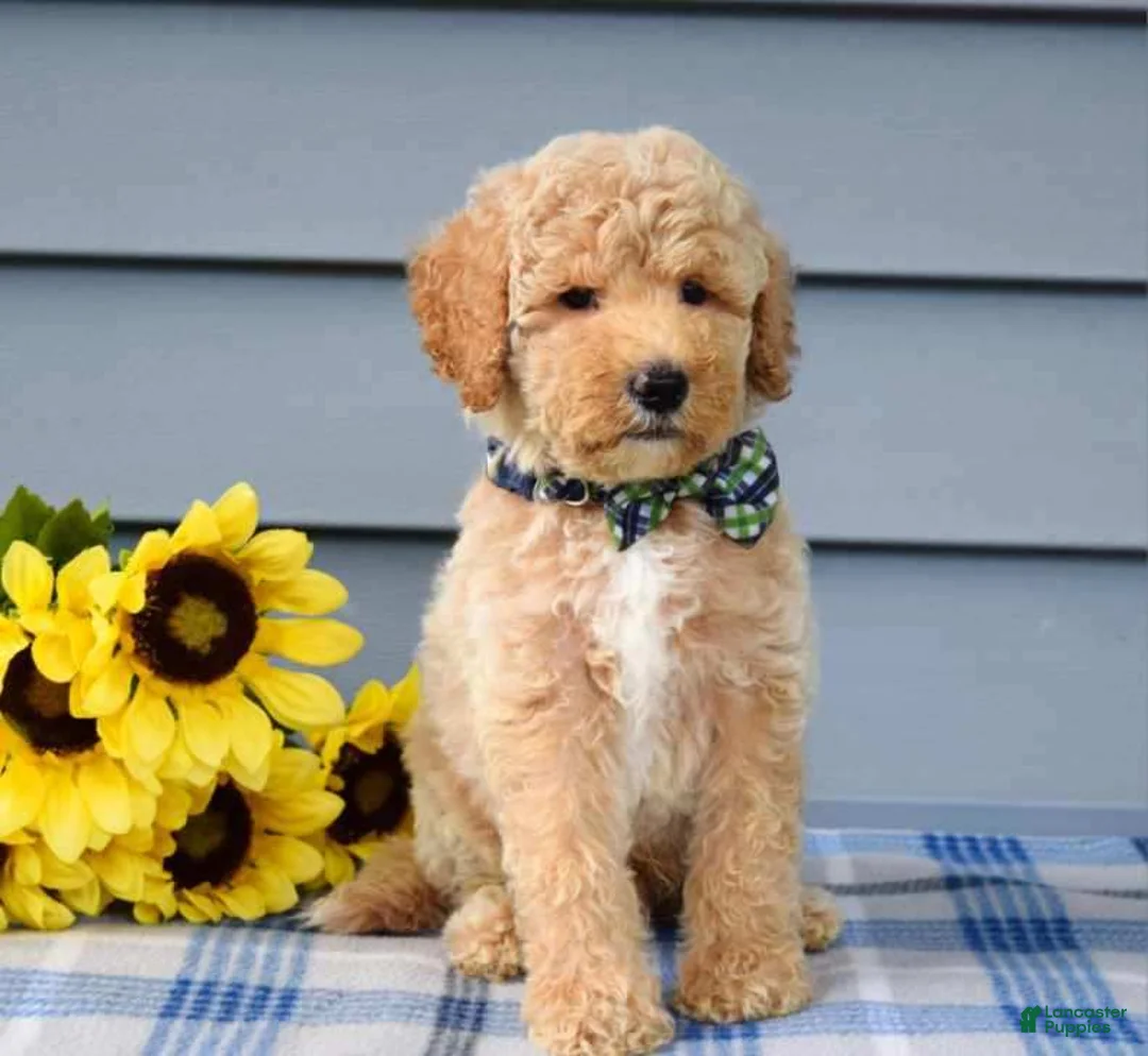 Goldendoodle dogs for sale: Hunter - Ad 8