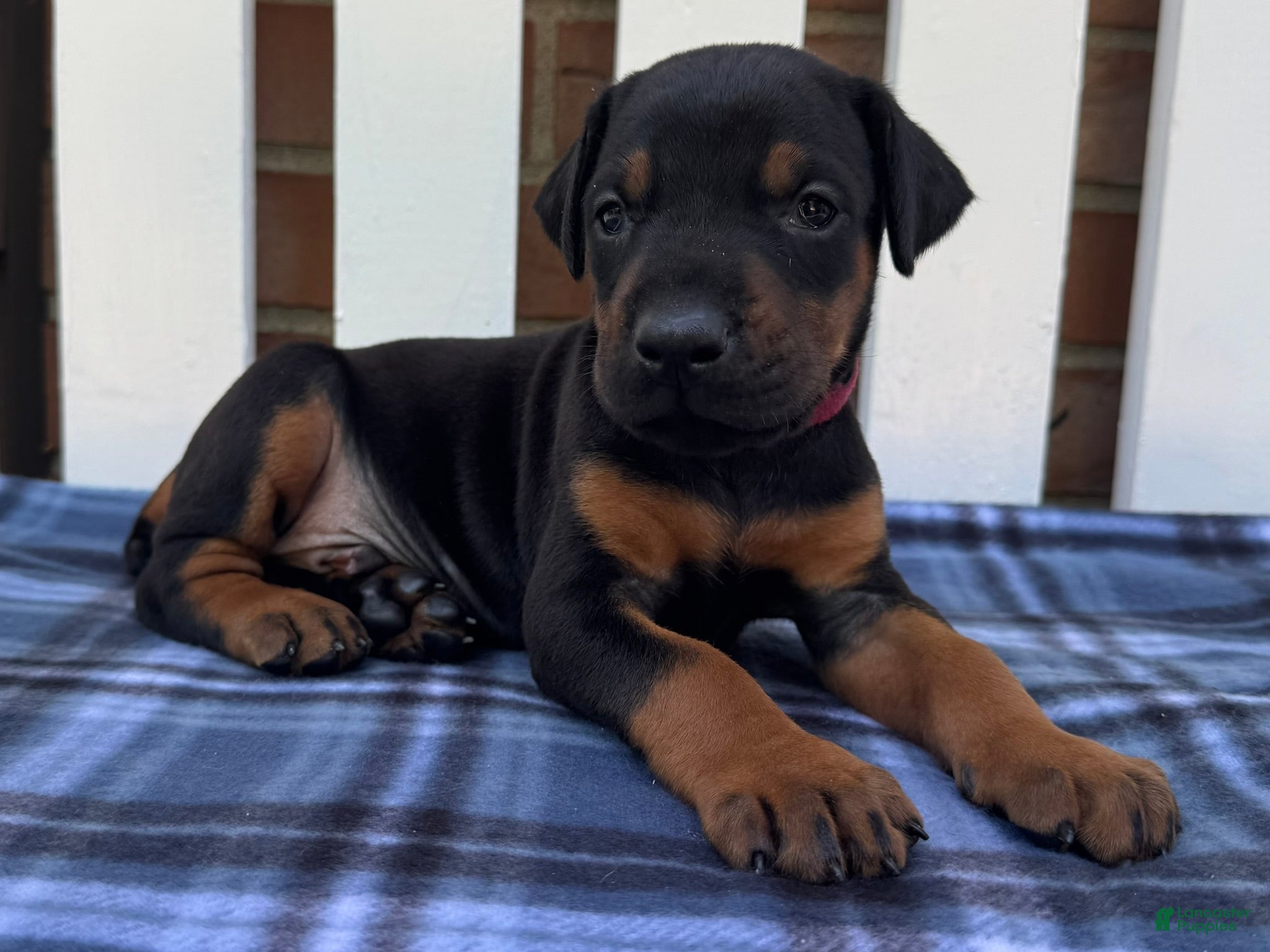 Doberman Pinscher dogs Zeus - Ad 1