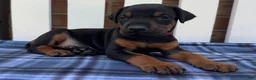Doberman Pinscher dogs for sale: Zeus - Ad 1