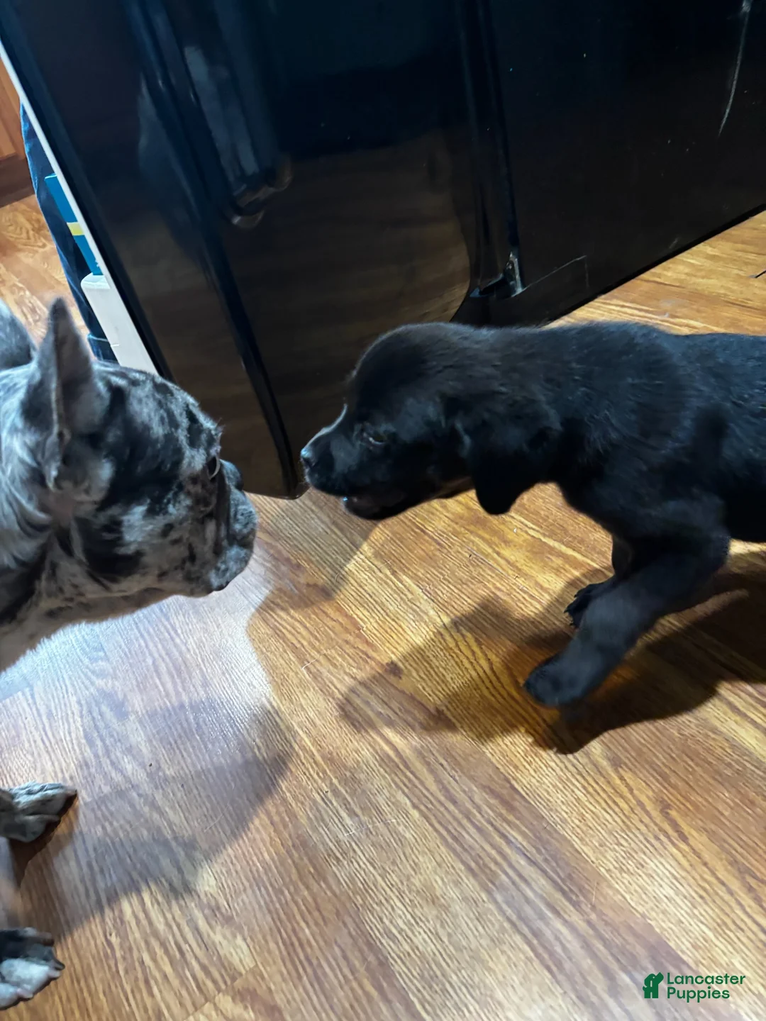 Goldador dogs for sale: Molly - Ad 1