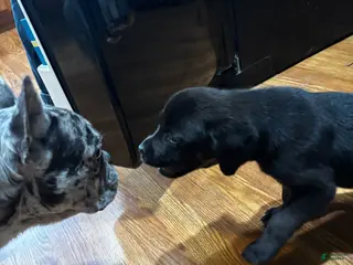 Goldador dogs Molly - Ad 11