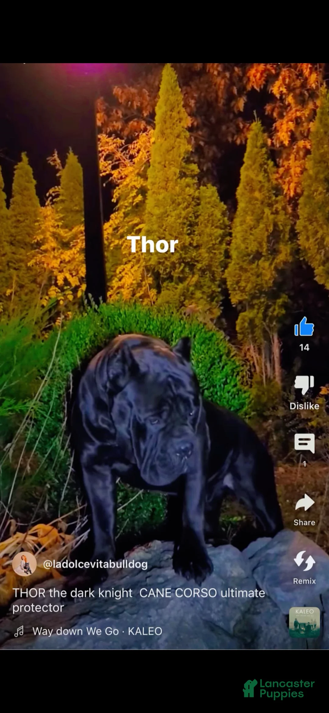 Cane Corso dogs for sale: Cane Corso Puppy 1 - Ad 2